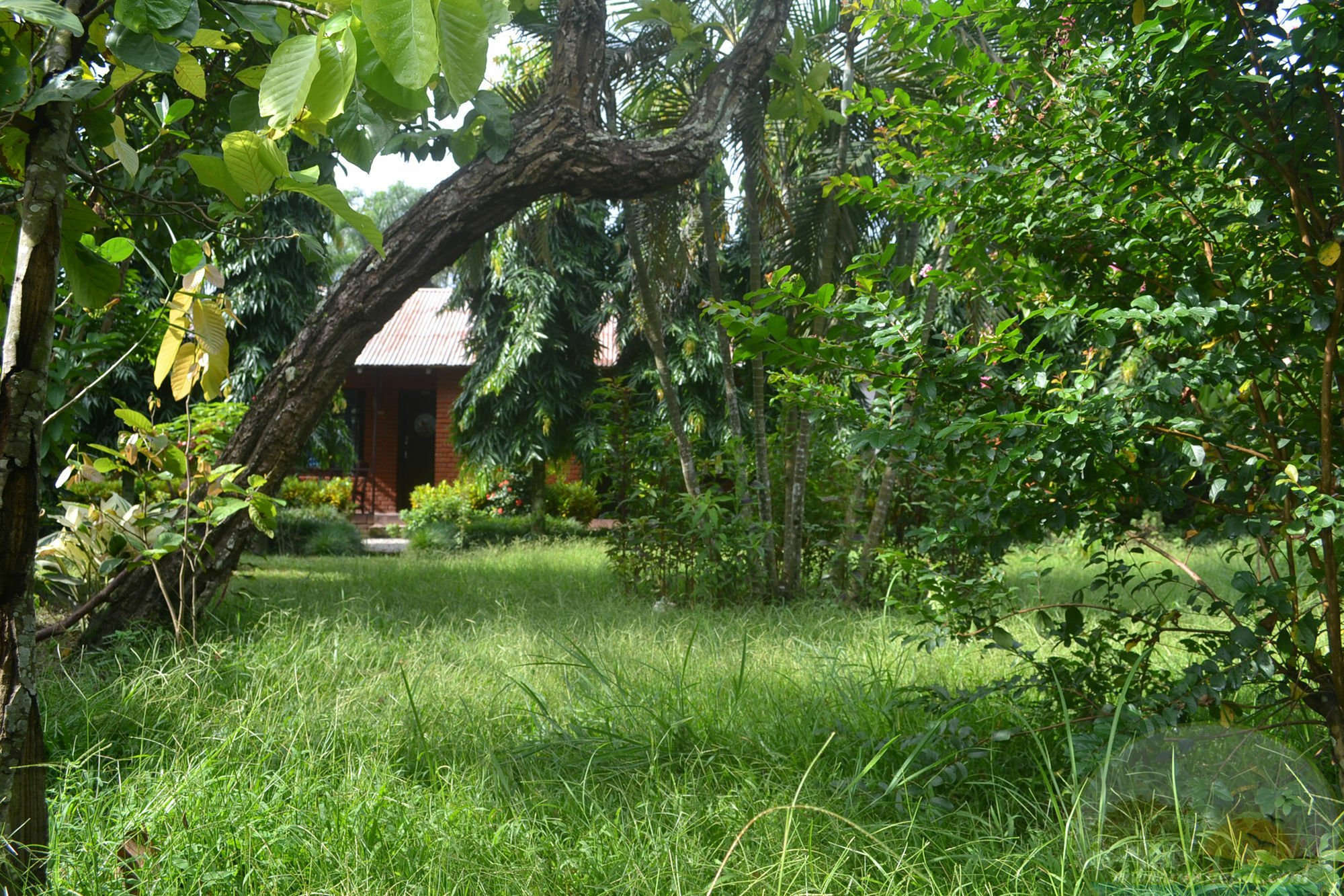 River View Jungle Camp Sauraha Exterior foto